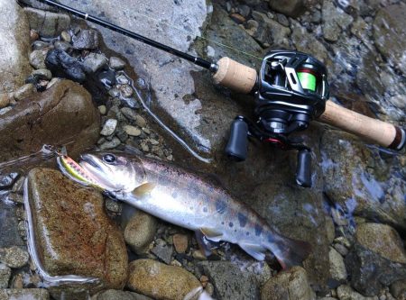 夏のアマゴは難しい